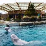 Mystic Aquarium