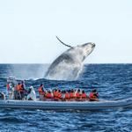Cabo Whale Watching