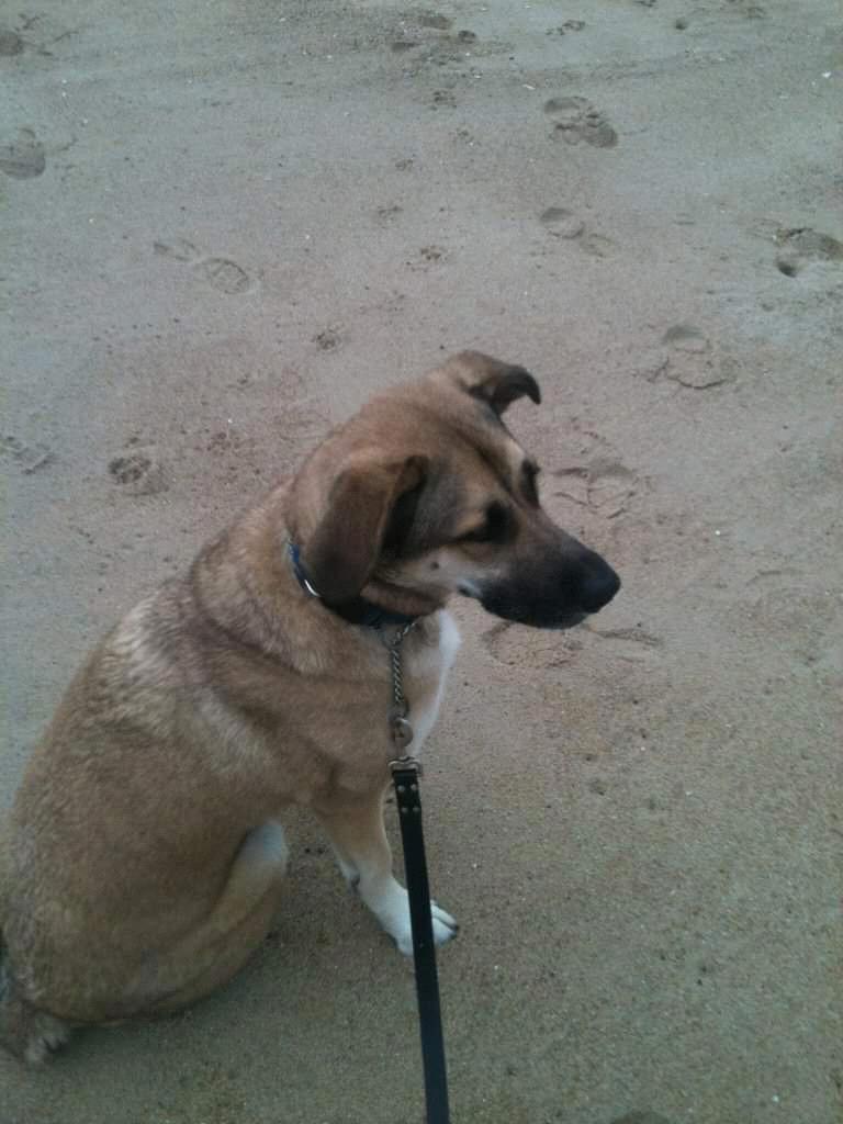 I dig my paws into the sand.