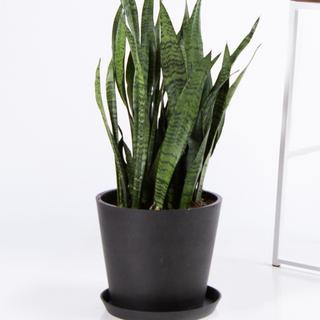 Sansevieria