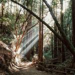 Redwood Regional Park