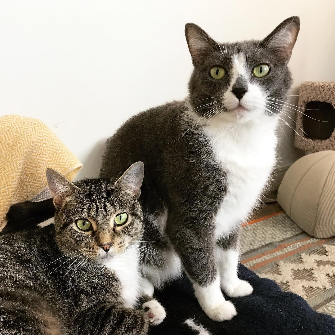 Our beautiful kitties, Ivy and Okie