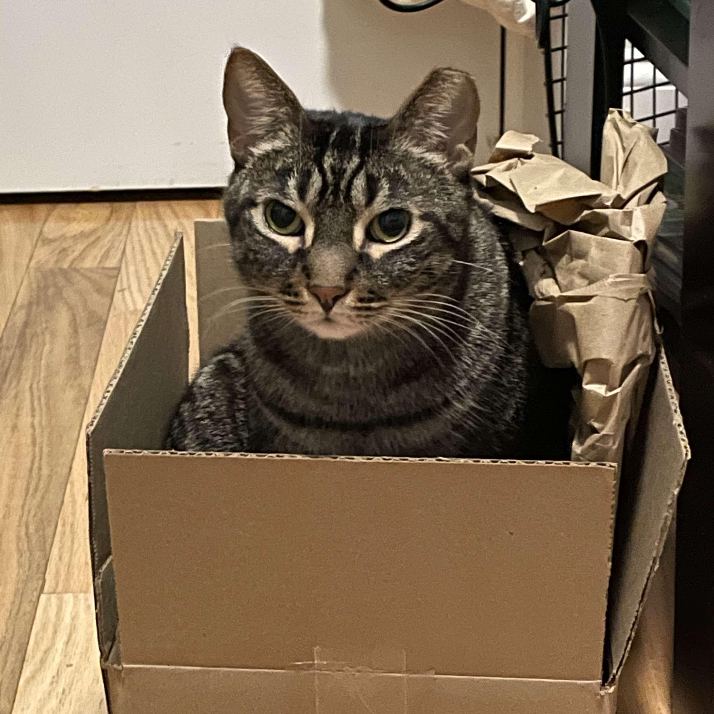 At some point we ended up with a cat
