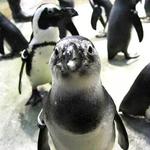 Minnesota Zoo
