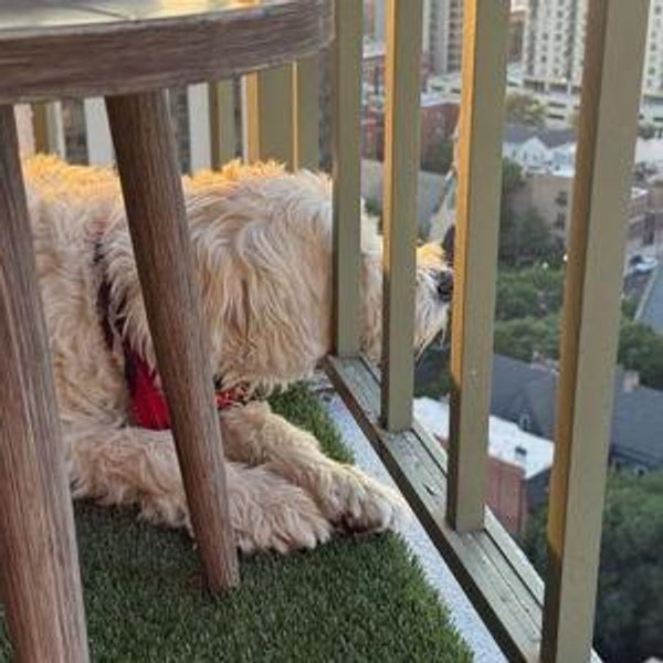 A New Friend for Dempsey