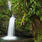 El Yunque Rain Forest