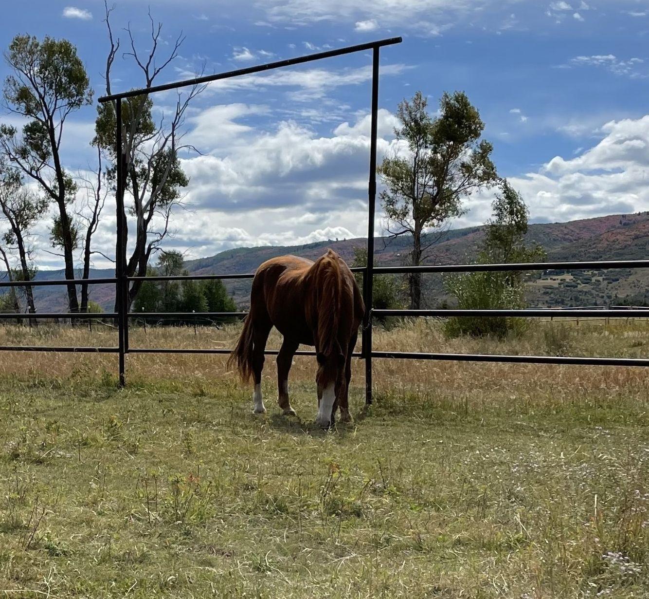 The Wedding Website of Bailey Bartholomew and William Herchenbach