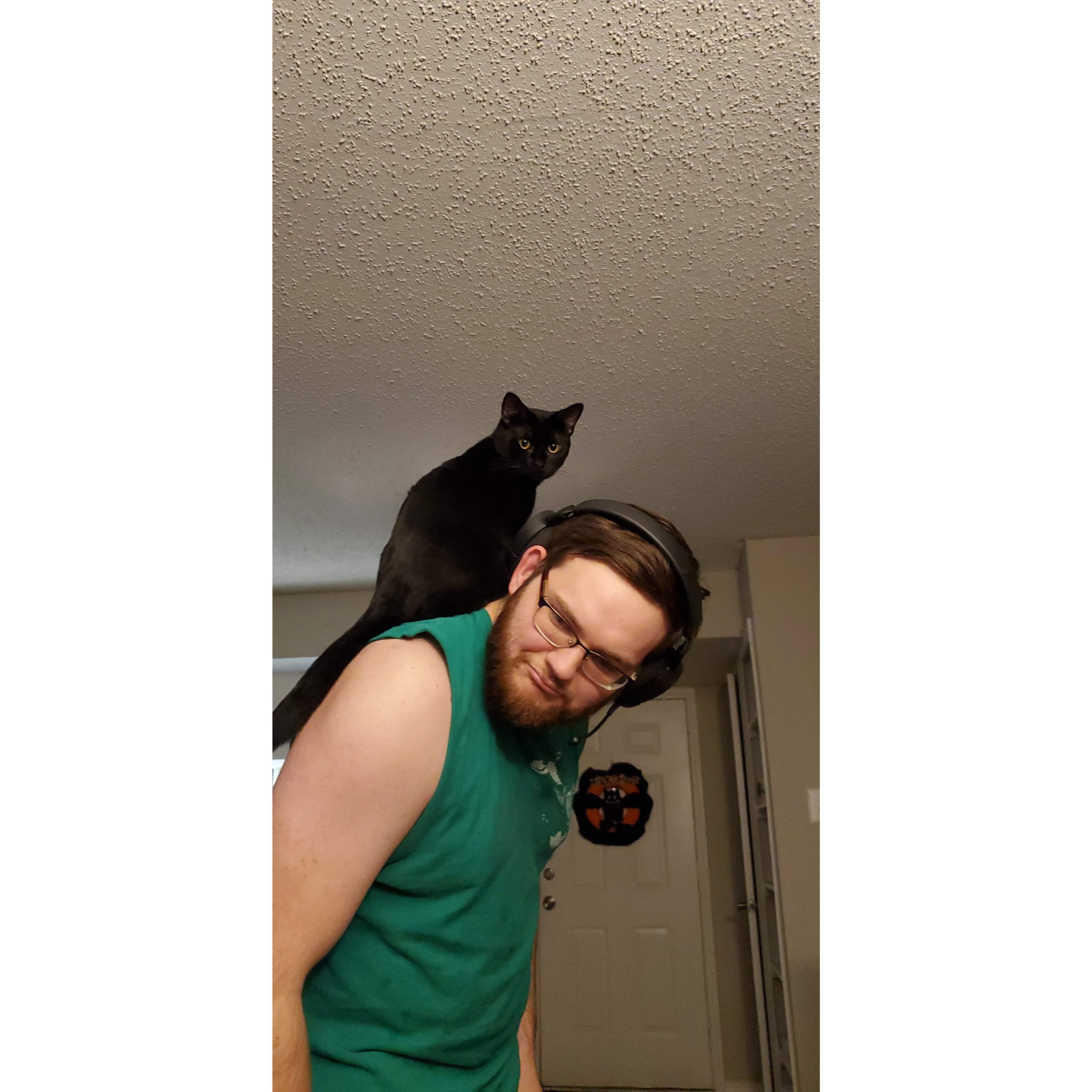 August being a pirate kitty
