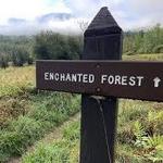Enchanted Forest