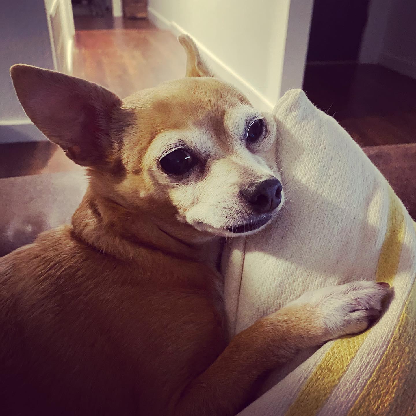 Our baby Fancy