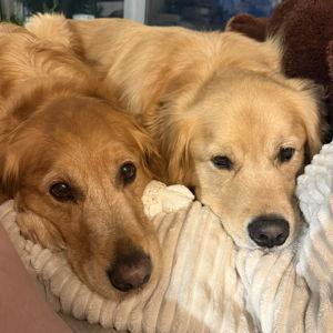 Dog Sitter For Wedding + Honeymoon