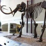 Milwaukee Public Museum