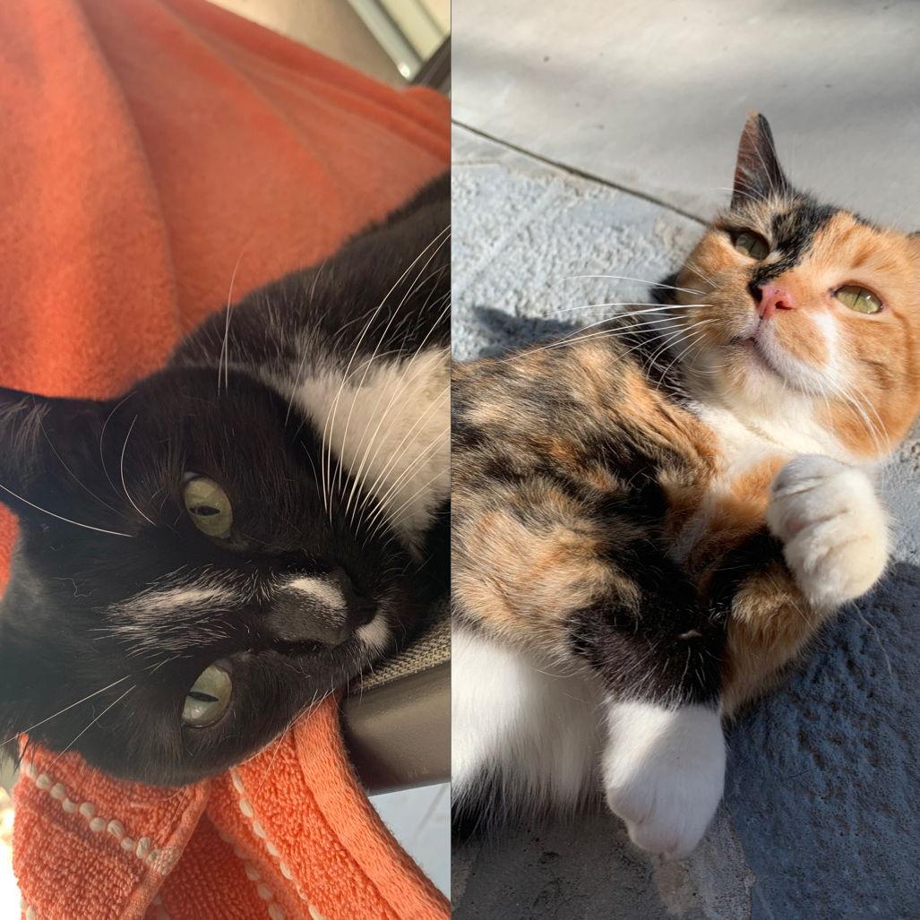 Two of our four cats. Joone & Christmas.