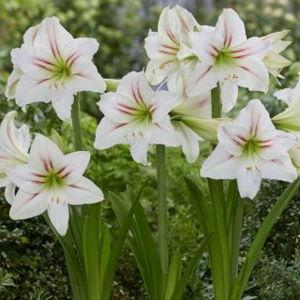 Amaryllis