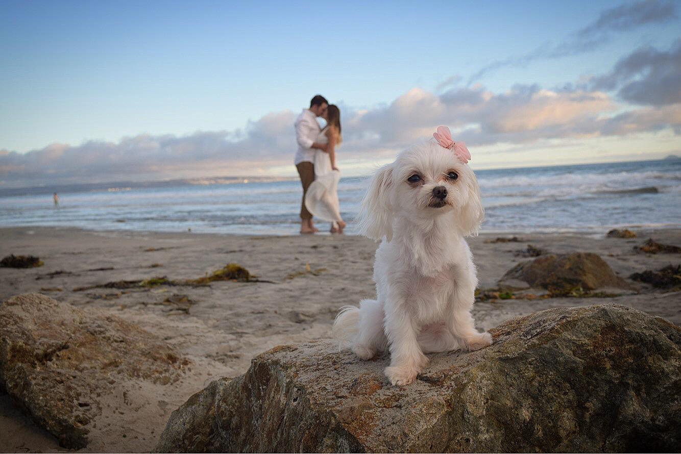 The Wedding Website of Aris Smith and Adam Kopiec