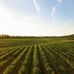 Ventimiglia Vineyard
