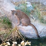 Arizona-Sonora Desert Museum