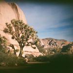 Joshua Tree National Park