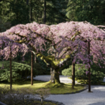 Portland Japanese Garden