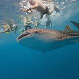 Snorkel with Whale Sharks