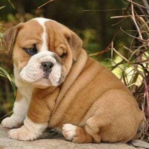 Our bulldog fund
