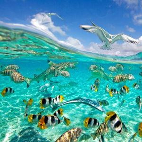 $200 Island Excursions