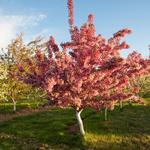 Etta Place Cidery & Taproom