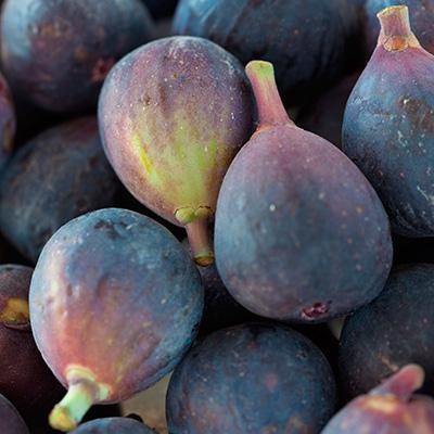 LSU Purple Fig Tree