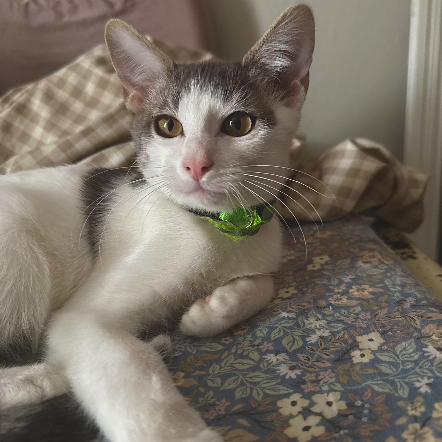 Nugget!