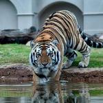 Mike the Tiger's Habitat
