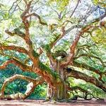 Angel Oak