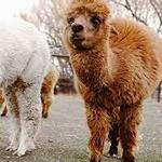 Serenity Alpacas
