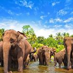 Wildlife Encounters: Yala National Park