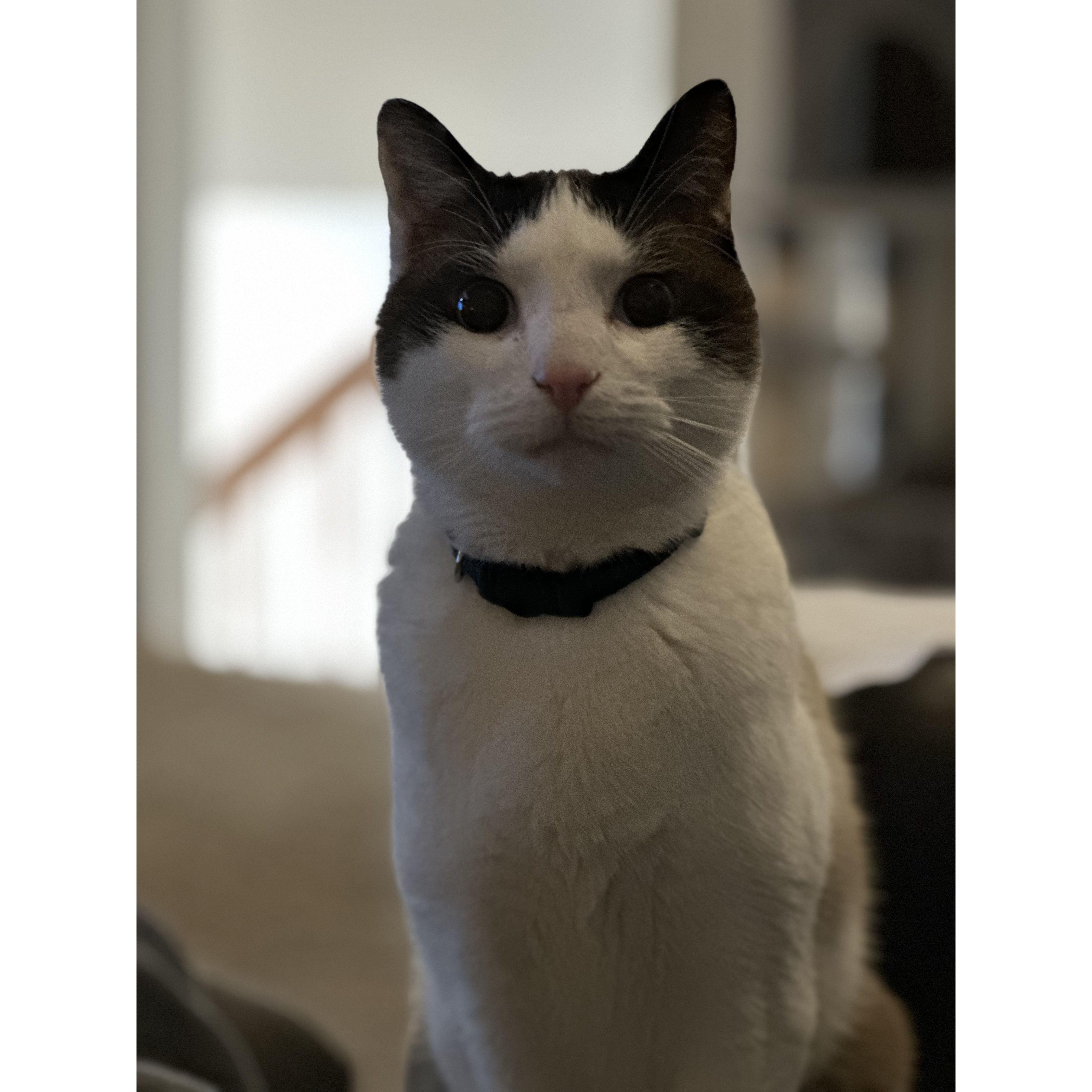 Frankie