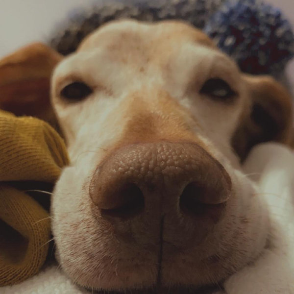 Dog Fund