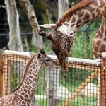 Santa Barbara Zoo