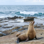 La Jolla Cove