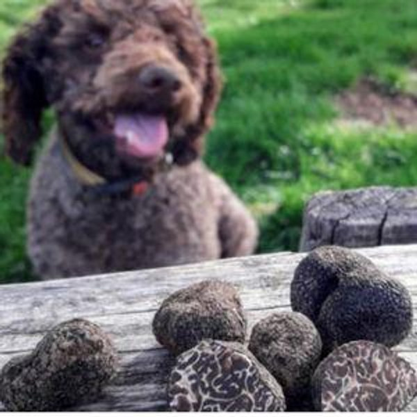 Honeymoon Truffle Hunting in Florence
