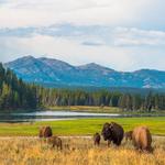 Yellowstone National Park