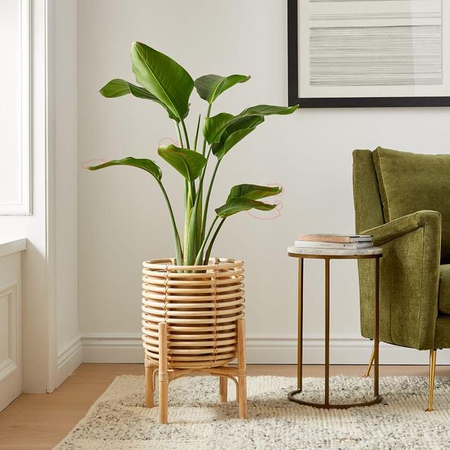 Adobe Planter, Single