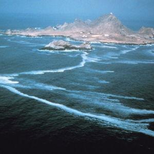 Birding Trip to Farrallon Islands