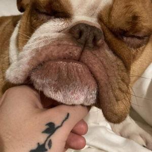 Our Pet Toy Fund for Little Cakes