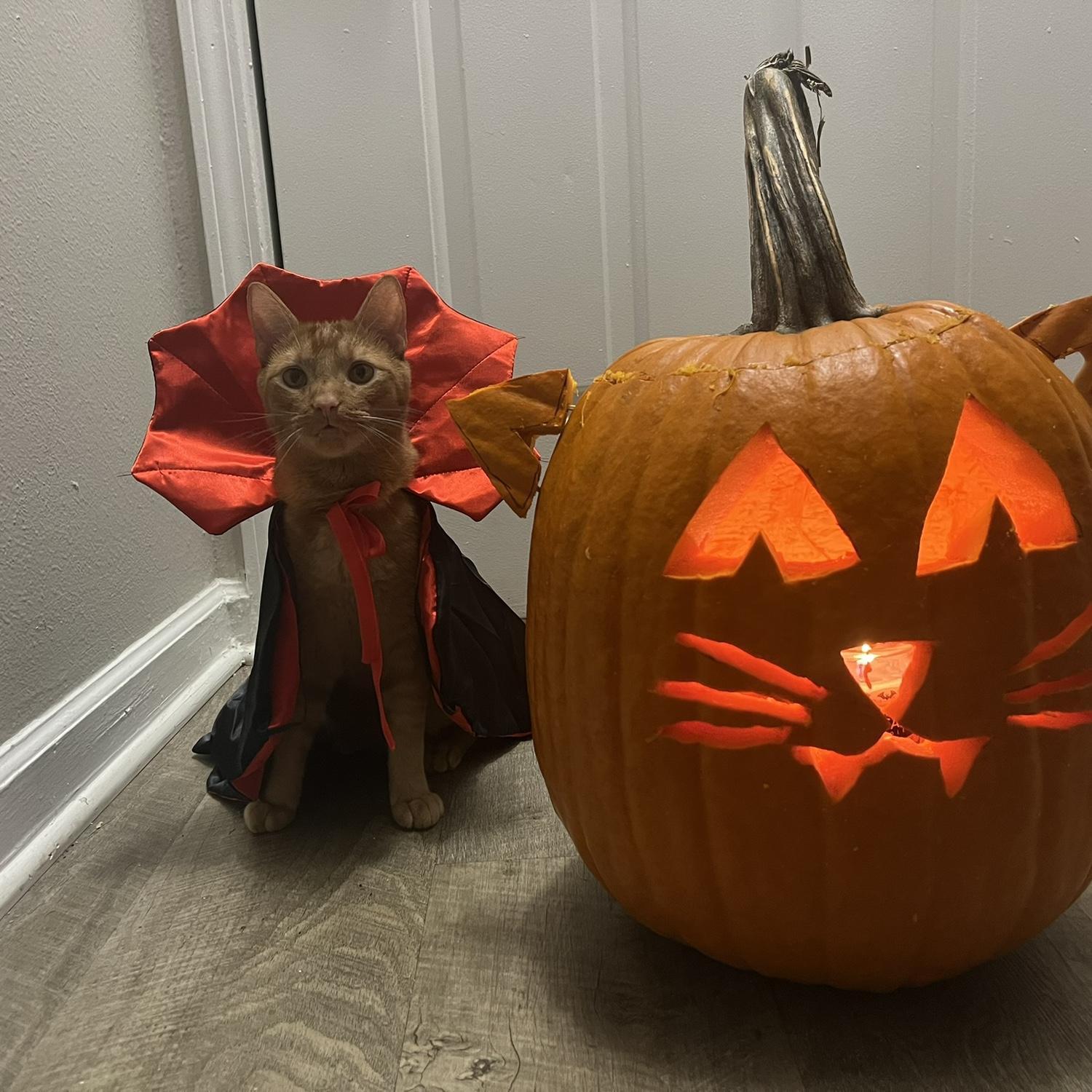 Ravioli dressed up for Halloween! We won our apartment’s pet costume contest.