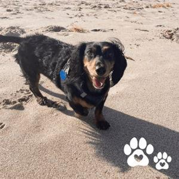 For Benji: Pet Rescue Fund 🐾