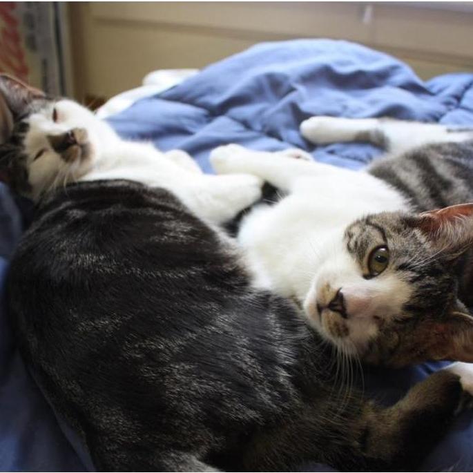Shortly after moving from Spain to Brooklyn, we adopted Jack and Marlon.