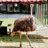 Parque Zoológico Benito Juárez