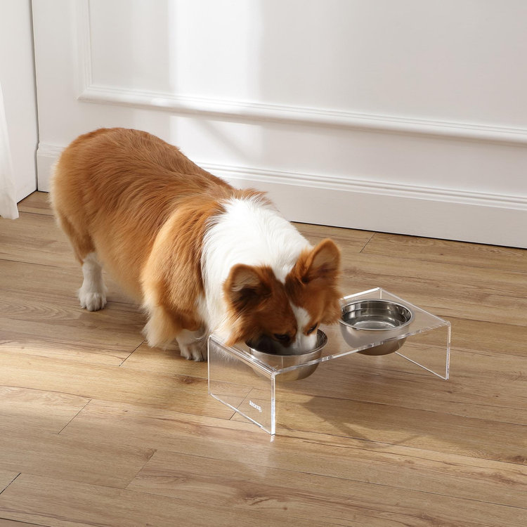 The Licker Store, Keaton Lucite 3-Piece Elevated Pet Feeder Set | Zola