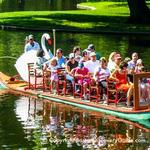 Swan Boats