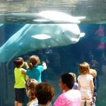 Mystic Aquarium