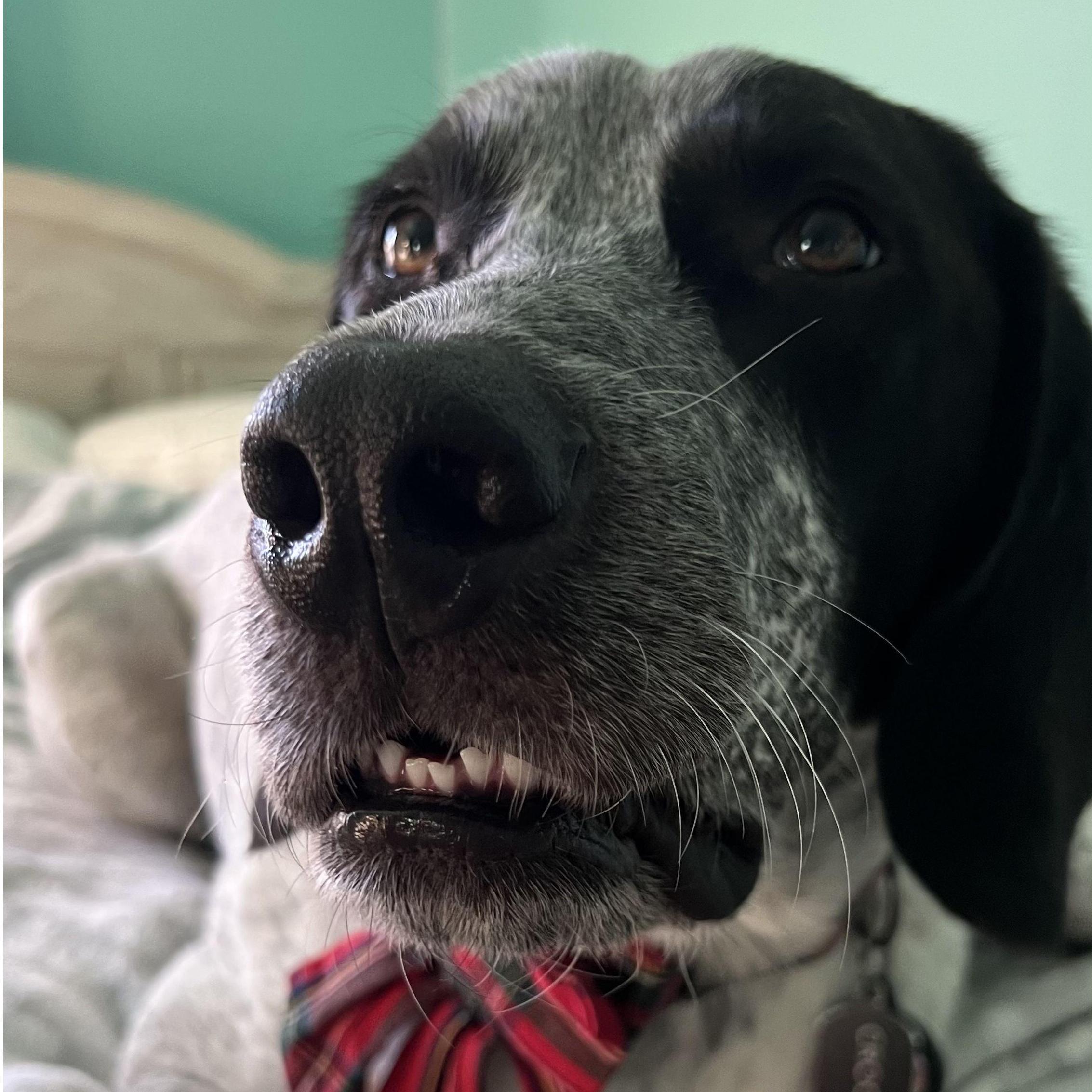 Christmas morning when I told Crockett that Santa brought him presents.